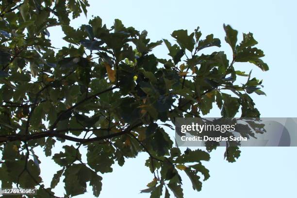 Swamp Tree Color 58 Swamp White Oak Tree Stock Photos, High-Res Pictures, and Images ...