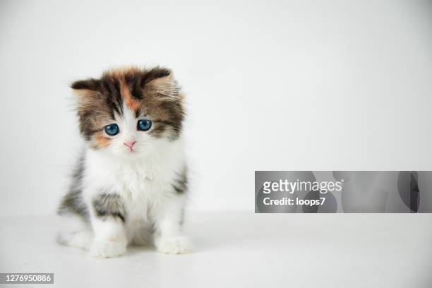 piccolo gatto - cub foto e immagini stock