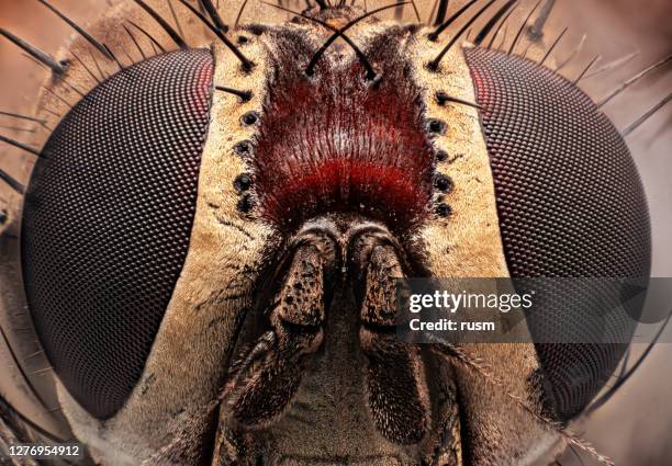 Fly Insect Under Microscope 206 Insect Under The Microscope Stock Photos, High-Res Pictures, and ...