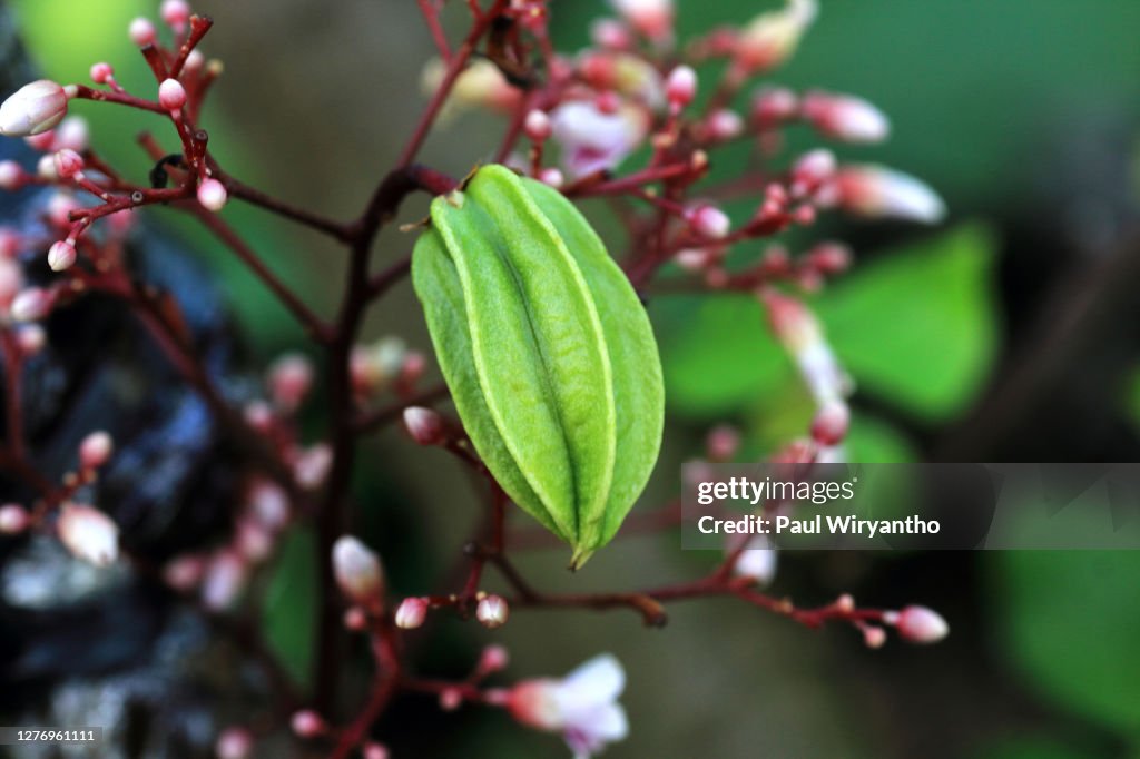 Close-up of star fruit and its flowers