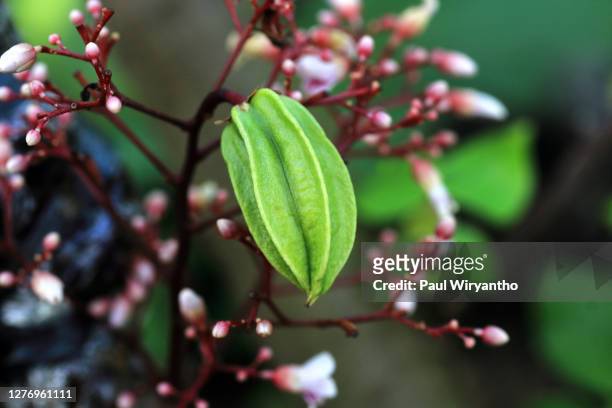 close-up of star fruit and its flowers - carambola stock pictures, royalty-free photos & images