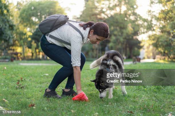 donna che pulisce dopo il suo cane nel parco - sollevare foto e immagini stock