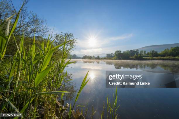 river main at sunrise in spring, bürgstadt, miltenberg, churfranken, spessart, franconia, bavaria, germany - arbre main stock-fotos und bilder