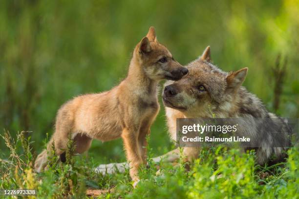 european gray wolf, canis lupus lupus, wolf with pup - wolf cub stock pictures, royalty-free photos & images