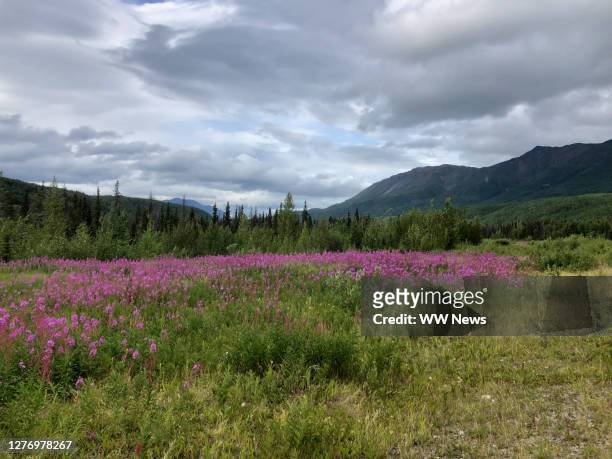 mountain clouds and dwarf fireweed flowers in alaska, usa - adelfilla enana fotografías e imágenes de stock