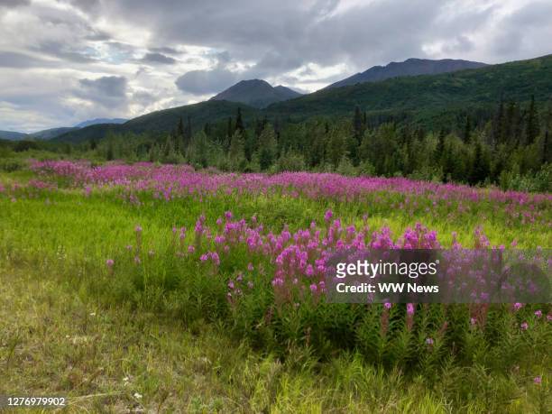 mountain clouds and dwarf fireweed flowers in alaska, usa - adelfilla enana fotografías e imágenes de stock