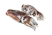 Sepiidae, Sepiidae, Cuttlefish, sea shell
