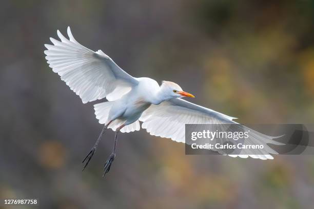 cattle egret in flight - cattle egret fotografías e imágenes de stock