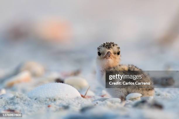 least tern chick staring at camera - least tern stock pictures, royalty-free photos & images