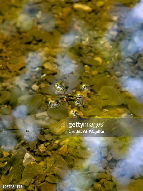 water strider - belostomatidae stock pictures, royalty-free photos & images