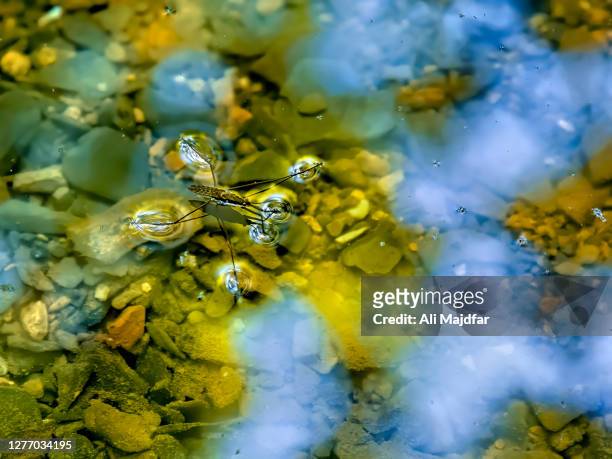 water strider - belostomatidae stock pictures, royalty-free photos & images