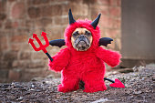 French Buldog dog with red devil costum wearing a fluffy full body suit with fake arms holding pitchfork, with devil tail, horns and black bat wings standing