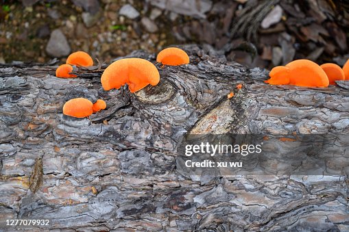 Ganoderma on wood Ganoderma on wood