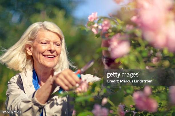 tendiendo las rosas - jardín de rosas fotografías e imágenes de stock