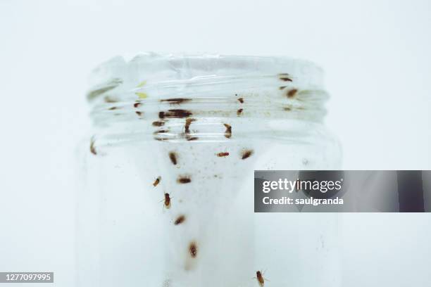 glass jar full of fruit flies - ceppo fotografías e imágenes de stock