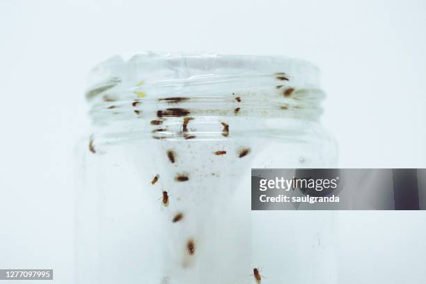 glass jar full of fruit flies - fruit flies stock pictures, royalty-free photos & images
