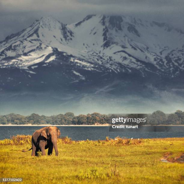 elephant - national endangered species day stock pictures, royalty-free photos & images