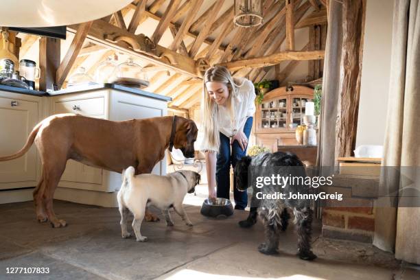 three hungry pets staring at one dog bowl with anticipation - farmhouse stock pictures, royalty-free photos & images