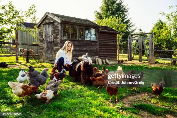 young caucasian woman caring for grazing goats and chickens - goat pen stock pictures, royalty-free photos & images