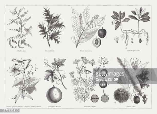 nutz- und heilpflanzen, holzstiche, erschienen 1893 - deciduous tree stock-grafiken, -clipart, -cartoons und -symbole