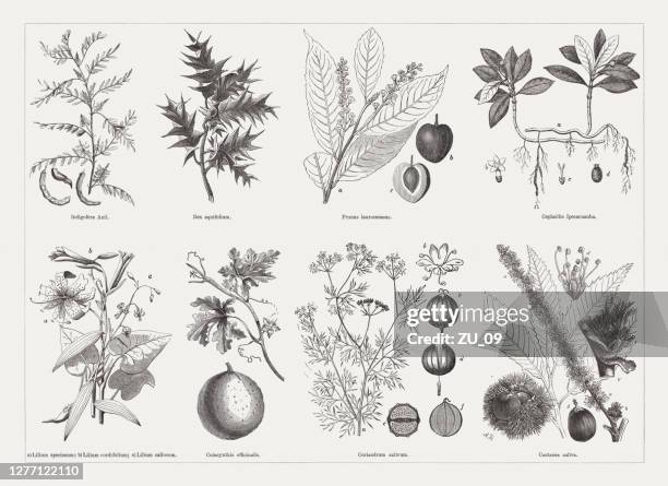 nutz- und heilpflanzen, holzstiche, erschienen 1893 - kastanie laubbaum stock-grafiken, -clipart, -cartoons und -symbole