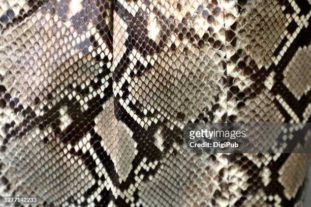 snake leather pattern and texture - peau de serpent photos et images de collection