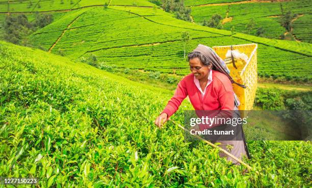 female tea picker - nuwara eliya stock pictures, royalty-free photos & images