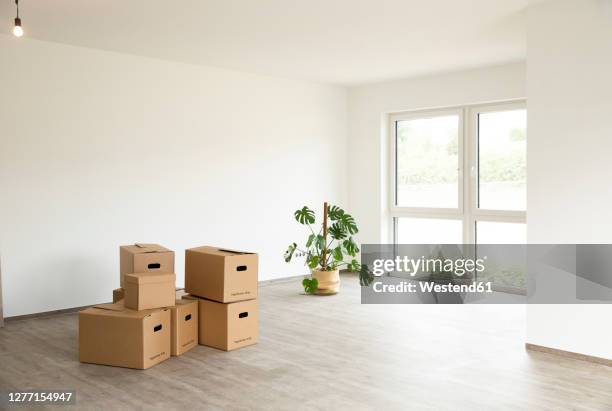 cardboard boxes with monstera deliciosa on floor against white wall in new house - unfurnished stock pictures, royalty-free photos & images