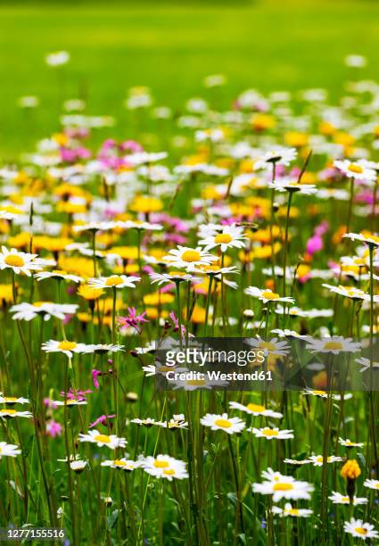 oxeye daisies (leucanthemum vulgare) blooming in springtime meadow - ox eye daisy stock pictures, royalty-free photos & images