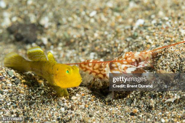 banded shrimpgoby - cryptocentrus cinctus - trimma okinawae stock pictures, royalty-free photos & images
