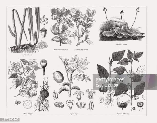 illustrations, cliparts, dessins animés et icônes de plantes utiles et médicinales, gravures sur bois, publiées en 1893 - arrowwood