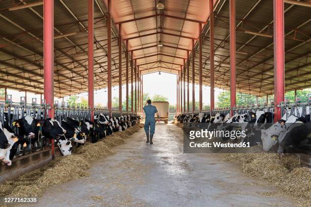 farmer walking in cattle surrounded by herd of cows - food stall bildbanksfoton och bilder