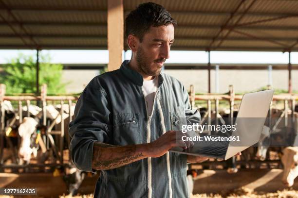 farmer using laptop while standing near livestock at farm - wei zuivel stockfoto's en -beelden