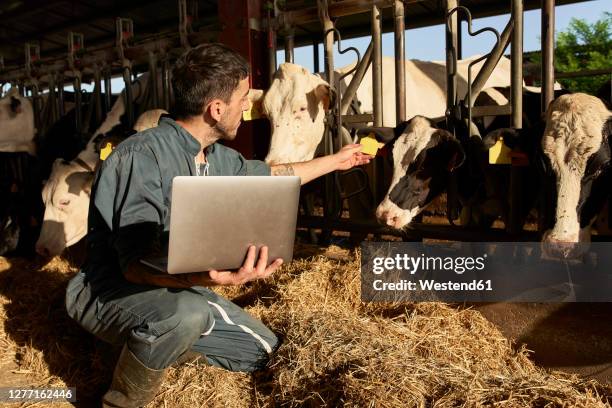 farmer feeding cows while using laptop near livestock at farm - cow laptop stock pictures, royalty-free photos & images