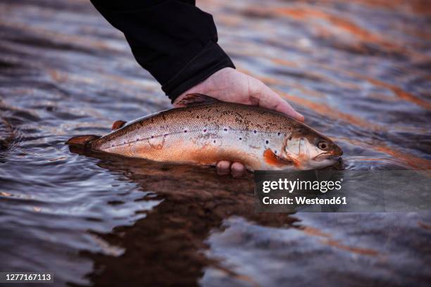 fisherman hand releasing caught fish in river - catching fish foto e immagini stock