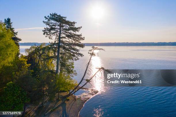 sun shining over pine trees growing on shore of lake starnberg in spring - starnberger see stock-fotos und bilder