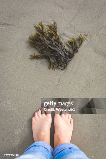 bare feet of woman standing in front of seaweeds lying on beach sand - sankt peter ording - fotografias e filmes do acervo