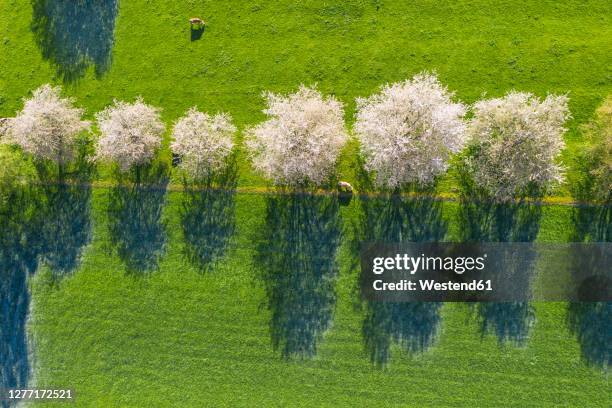 drone view of cows grazing by row of blossoming wild cherries (prunus avium) in spring - wild cherry tree - fotografias e filmes do acervo