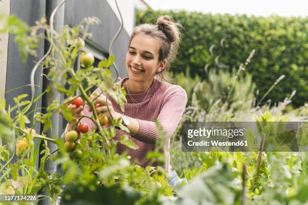 smiling woman picking cherry tomatoes in community garden - tomato harvest ストックフォトと画像