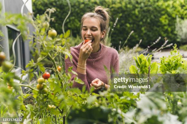 happy young woman eating cherry tomato amidst plants in community garden - cherry tomato stock pictures, royalty-free photos & images