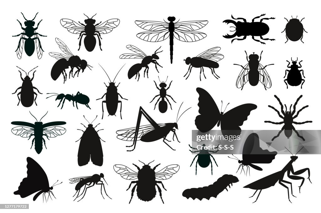 Shapes Of Insects Insects Silhouettes Set Black Stencils Shapes Of Bugs Outline Of ...