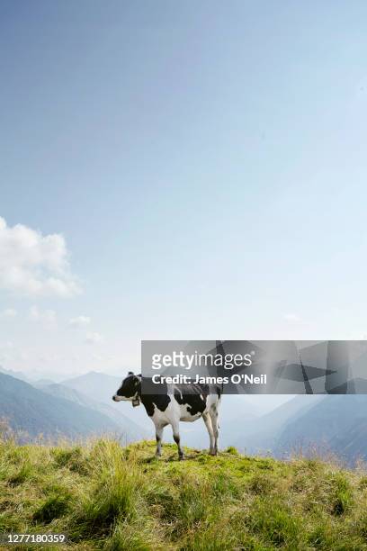 cow in alpine meadow with clear sky and distant mountains - cow stock pictures, royalty-free photos & images