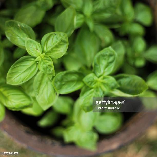 directly above shot of healthy young basil growing in the pot. - basil stock pictures, royalty-free photos & images
