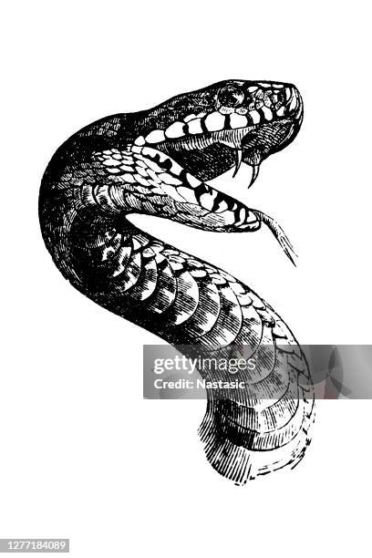 ilustrações de stock, clip art, desenhos animados e ícones de the mouth of the adder - reptile