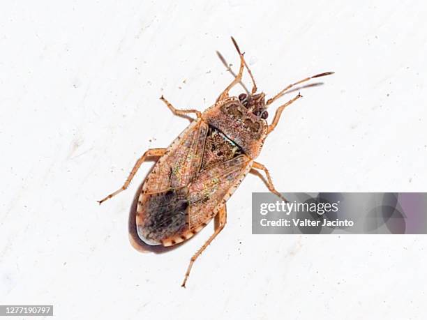 Parvus Roccus Parvus Photos and Premium High Res Pictures - Getty Images