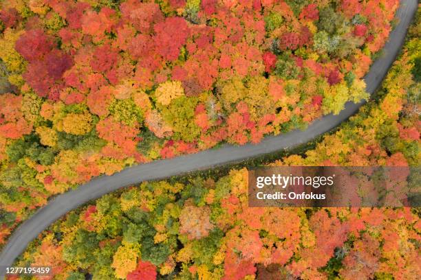 aerial view empty road leading trough beautiful colorful autumn forest in sunny fall - quebec road stock pictures, royalty-free photos & images