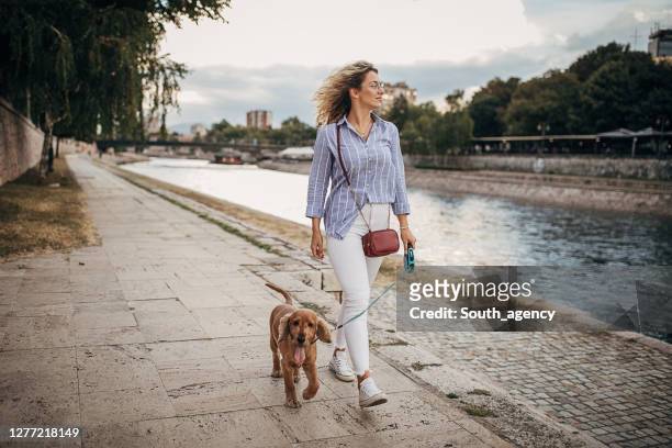 belle femme marchant son crabot par la rivière - marche ville photos et images de collection