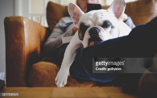 relaxing with dog at home - leather couch stock pictures, royalty-free photos & images