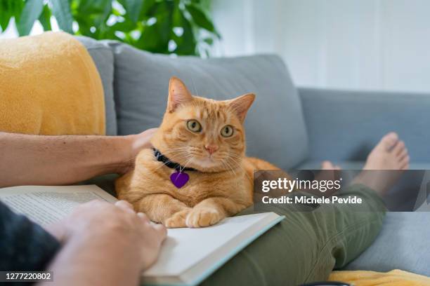 man with a ginger cat at home - collar stock pictures, royalty-free photos & images