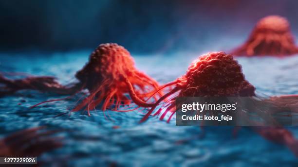 kankercellen vis - pancreatic cancer stockfoto's en -beelden